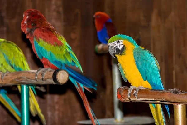 Close-up of red and blue  Macaw, Ara ararauna,