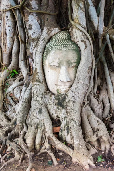 Head of sandstone Buddha in the tree roots