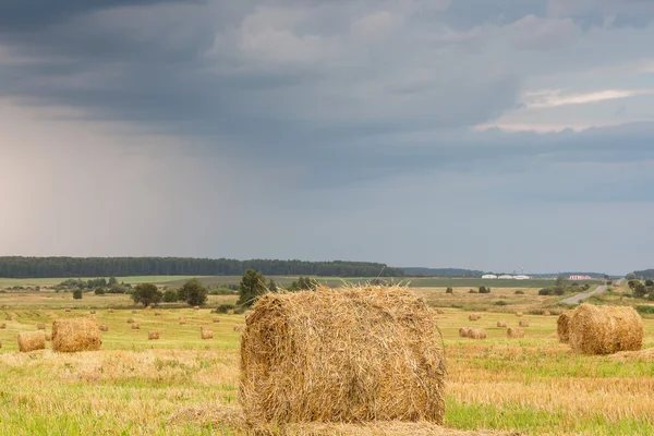 Field with straw rolls on a summer day