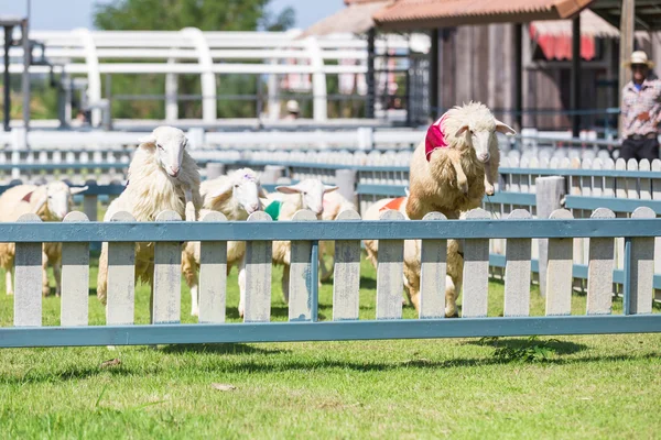 Sheep are jumping over the wall in the race