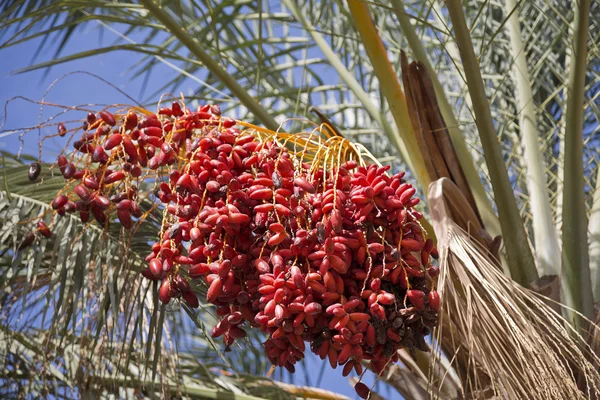 Date palm tree with dates on the background of blue sky