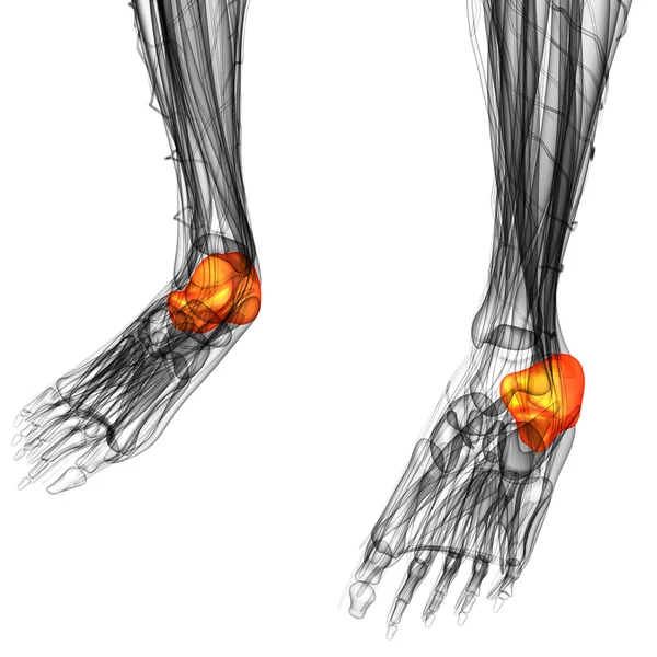 3d render illustration of the human calcaneus bone