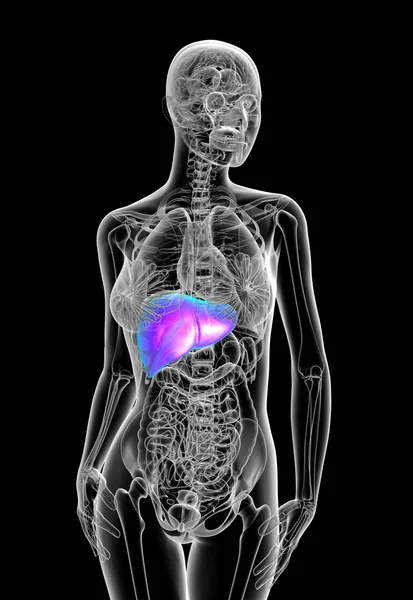 3d render medical illustration of the human liver