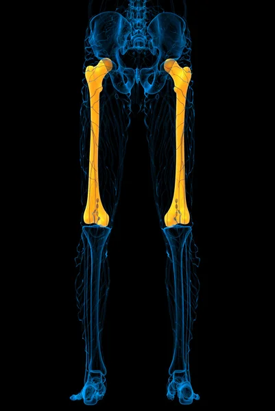 3d render medical illustration of the femur bone