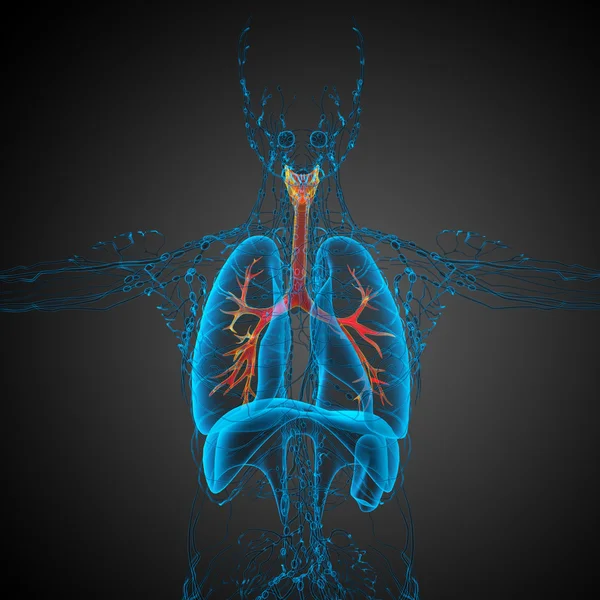 3D medical illustration of the male bronchi