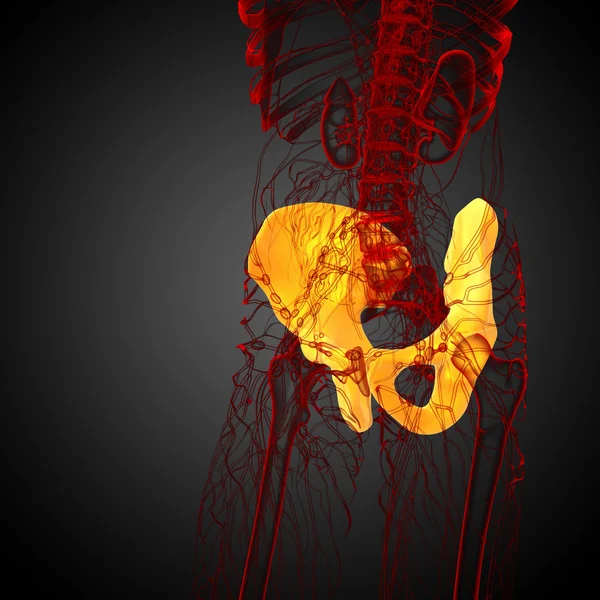 3d render medical illustration of the pelvis bone