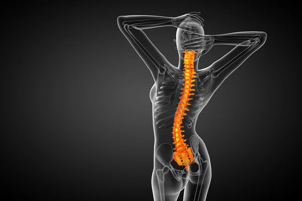 3d render medical illustration of the human spine