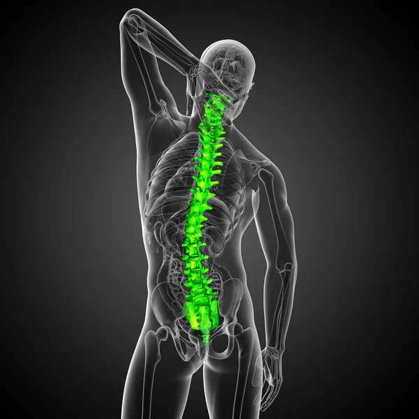 3d render medical illustration of the human spine