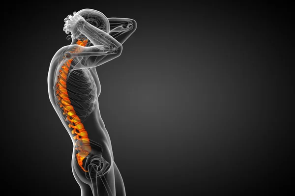 3d render medical illustration of the human spine