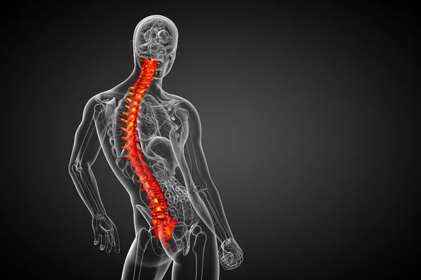 3d render medical illustration of the human spine