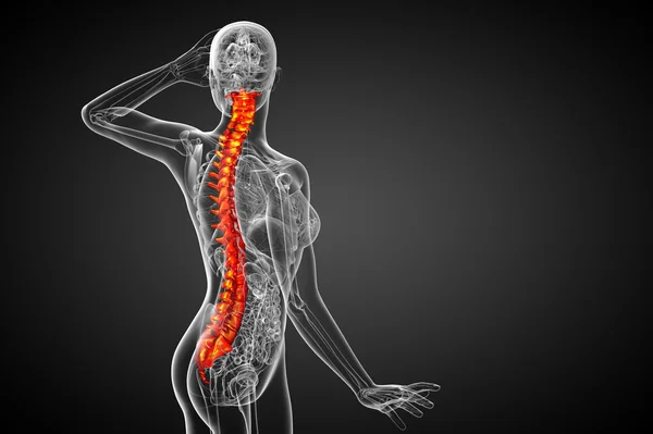 3d render medical illustration of the human spine