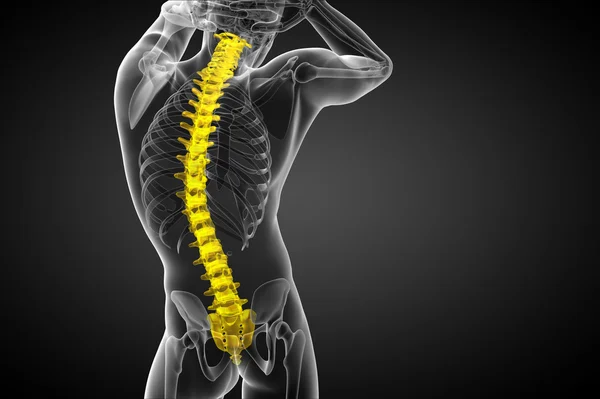 3d render medical illustration of the human spine