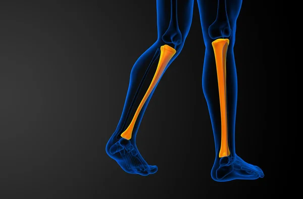 3d render medical illustration of the tibia bone