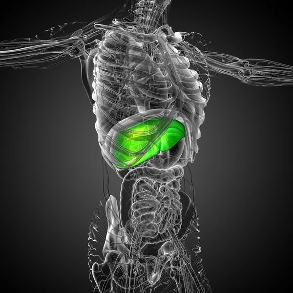 3d render medical illustration of the liver