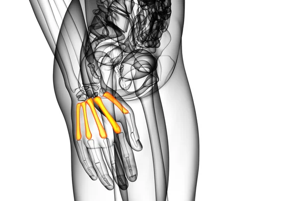 3d render medical illustration of the metacarpal bone