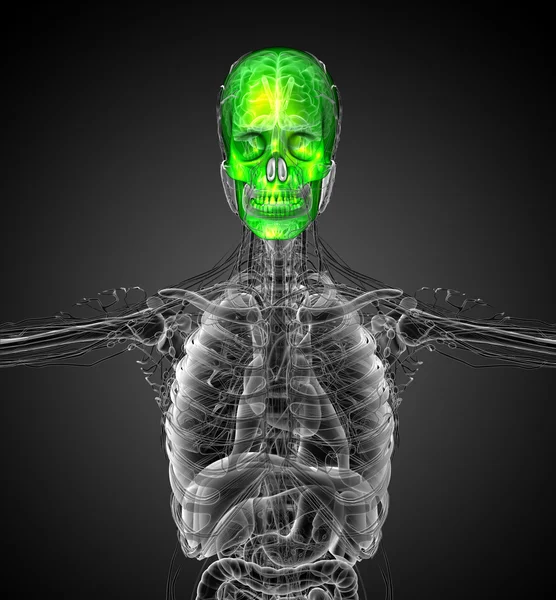 3d render medical illustration of the human skull