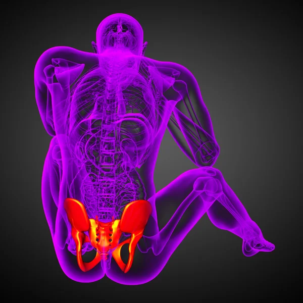 3D medical illustration of the pelvis bone