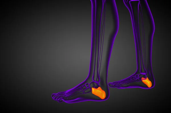 3d render medical illustration of the calcaneus bone