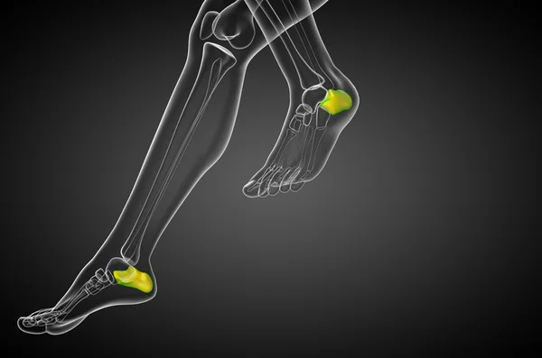 3d render medical illustration of the calcaneus bone