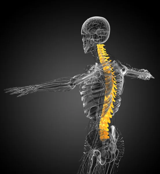 3d render medical illustration of the human spine