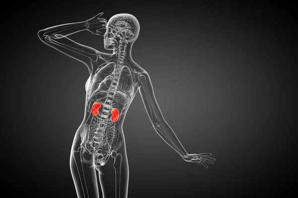 3d render medical illustration of the human kidney