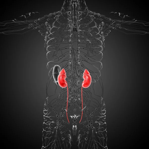 3d render medical illustration of the human kidney