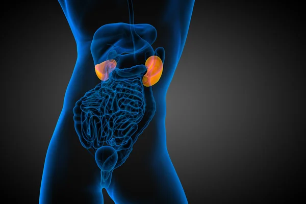 3d render medical illustration of the human kidney