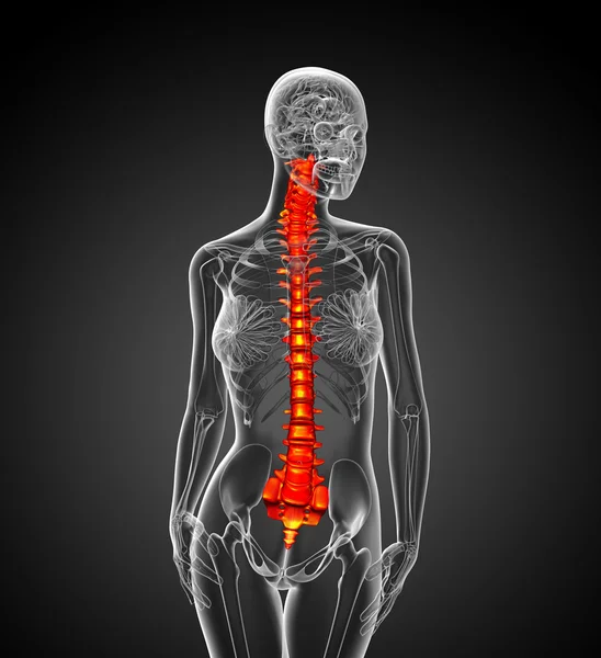 3d render medical illustration of the human spine