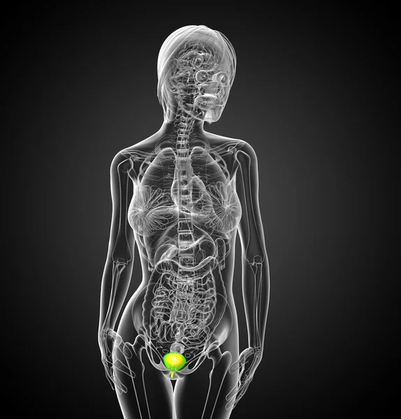 3d render medical illustration of the bladder