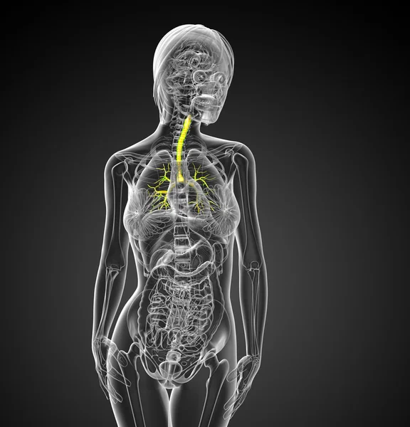 3D medical illustration of the male bronchi