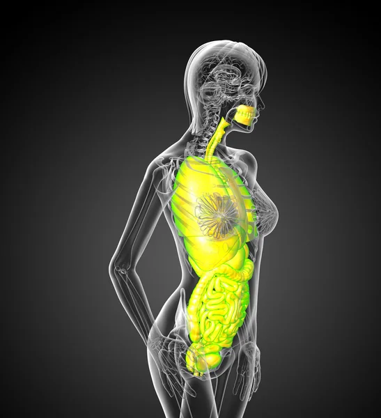 3d render medical illustration of the human digestive system and