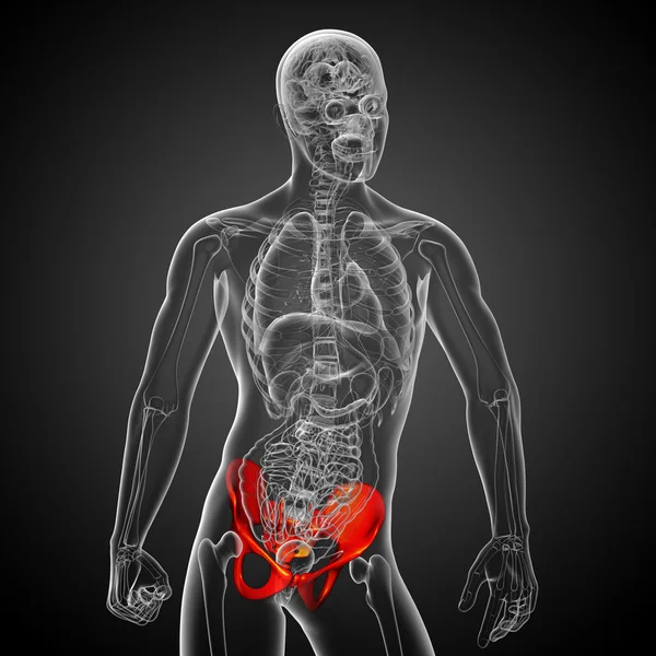 3D medical illustration of the pelvis bone