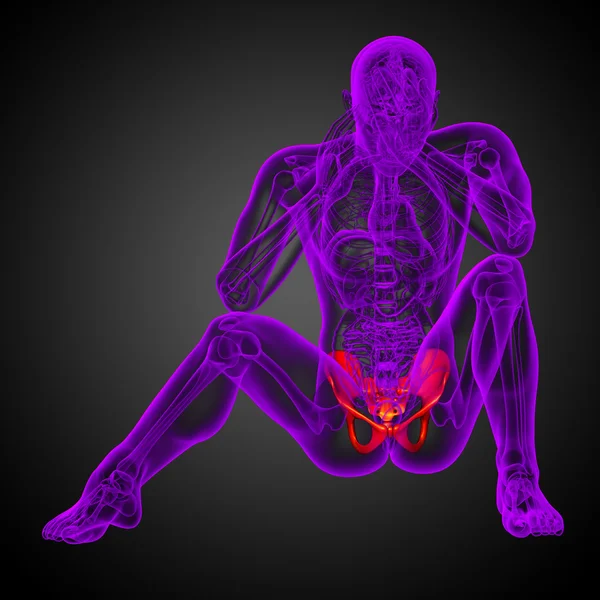 3D medical illustration of the pelvis bone