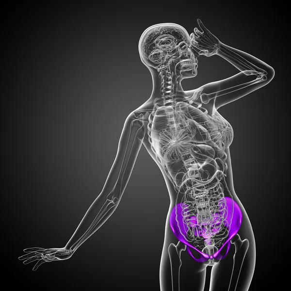 3D medical illustration of the pelvis bone