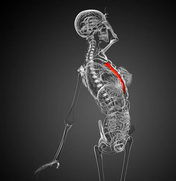 3d render medical illustration of the breast bone