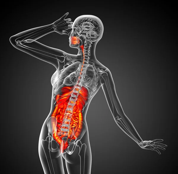 3d render medical illustration of the human digestive system