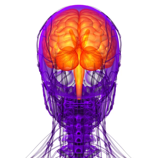 3D medical illustration of the brain