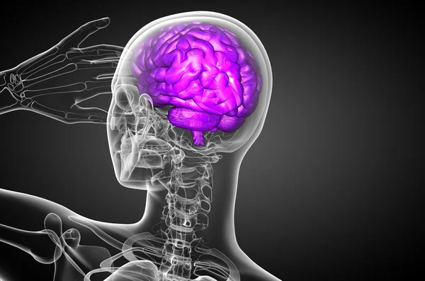 3D medical illustration of the brain