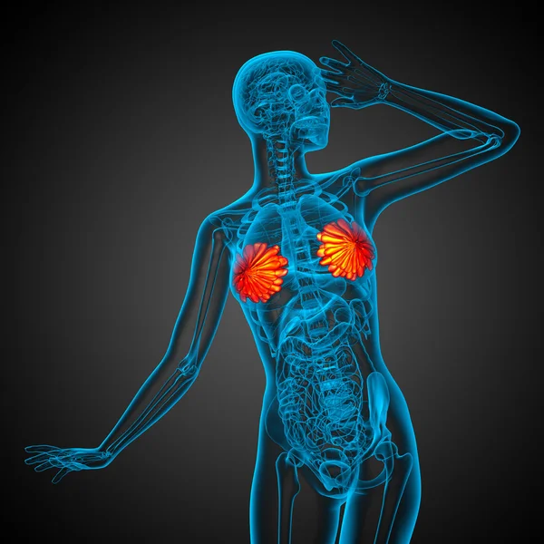 3d render medical illustration of the human breast