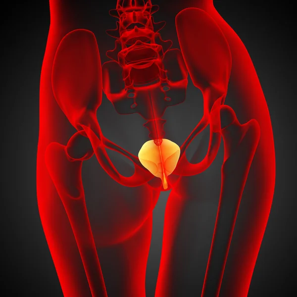 3d render medical illustration of the bladder