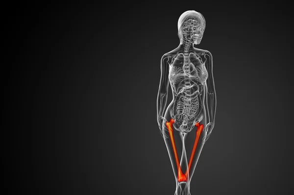 3d render medical illustration of the femur bone