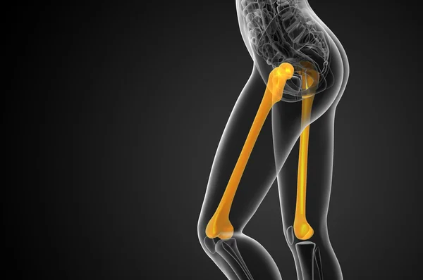 3d render medical illustration of the femur bone