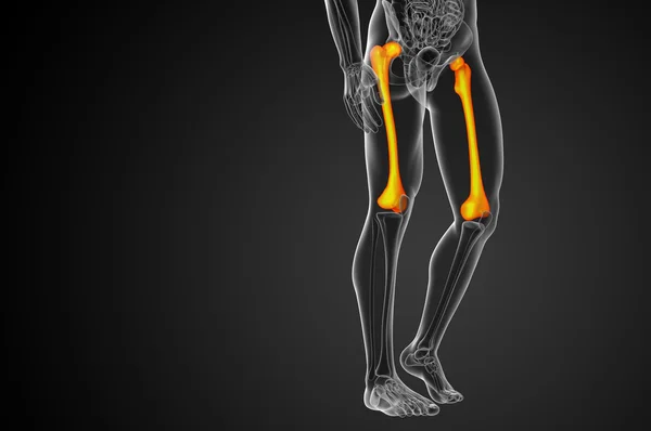 3d render medical illustration of the femur bone