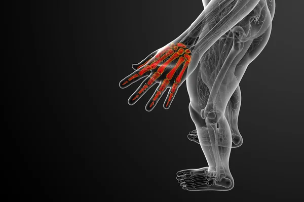 3d render illustration of the skeleton hand