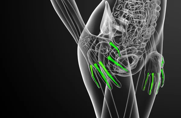 3d render illustration of the human phalanges hand