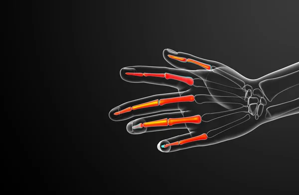 3d render illustration of the human phalanges hand