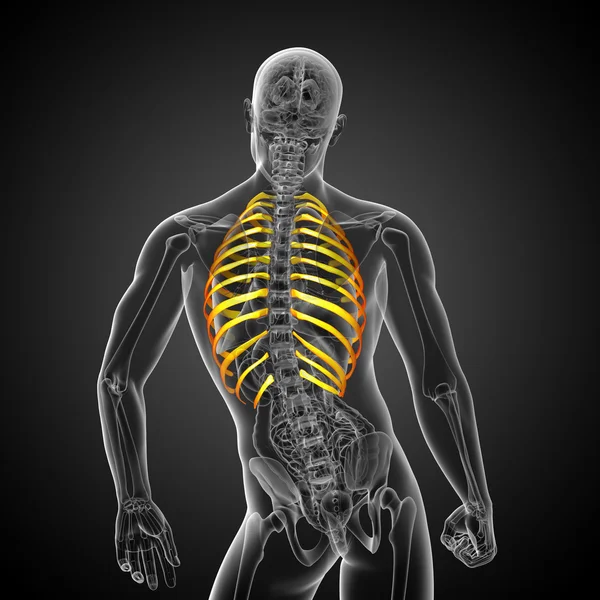 3d render medical illustration of the ribcage