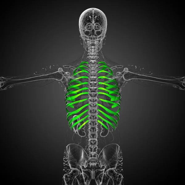 3d render medical illustration of the ribcage