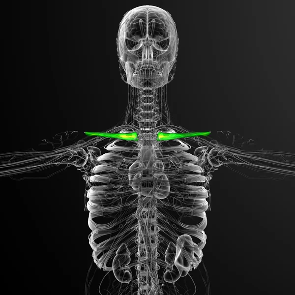 3d render medical illustration of the clavicle bone