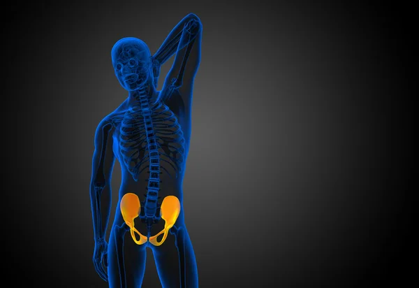 3D medical illustration of the pelvis bone